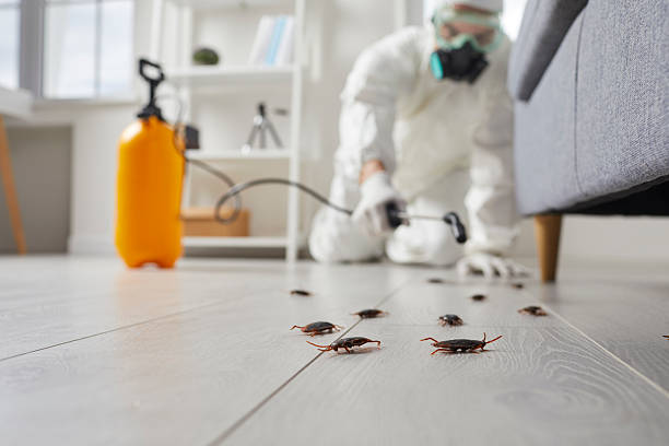 Affordable Termite Control solutions in North Springfield, VA